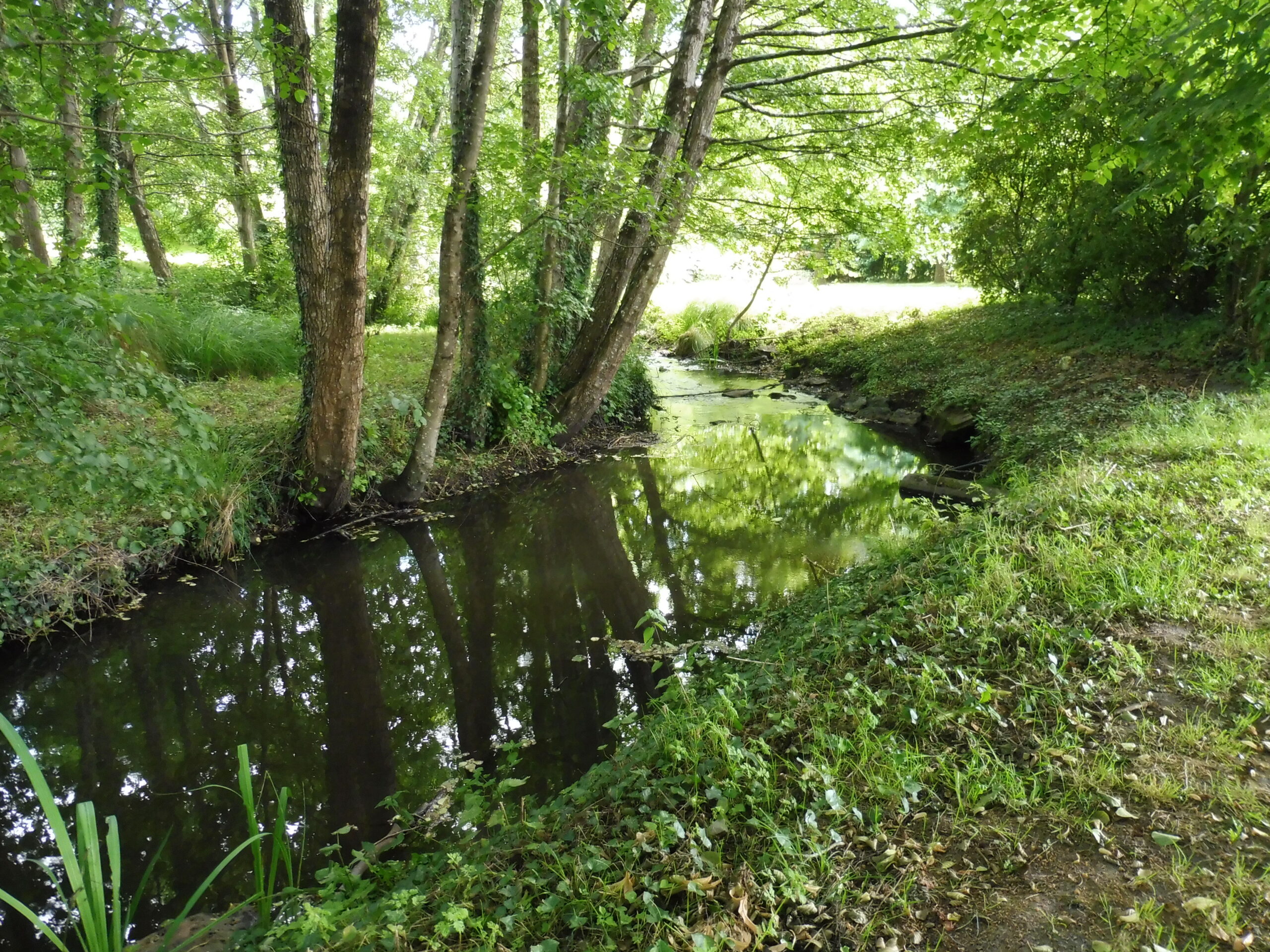 Flore au bord de la Riverolle